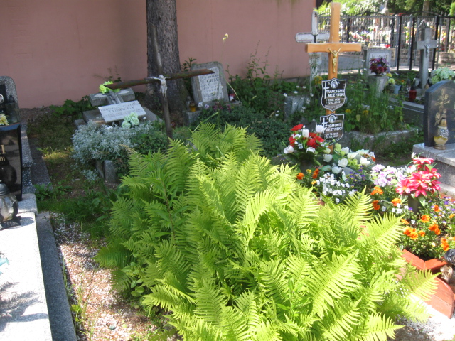 Zdzisław Pałubicki 1954 Kudowa Zdrój - Grobonet - Wyszukiwarka osób pochowanych